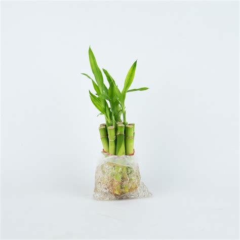 Indoor Plant Lucky Bamboo 4 Or 6 Straight Stalks Etsy