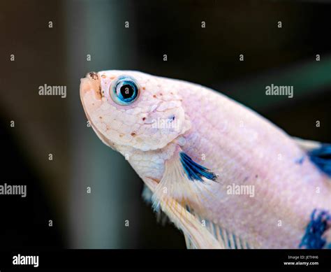 White Betta Splendens Male Fish With Blue Eyes Stock Photo Alamy