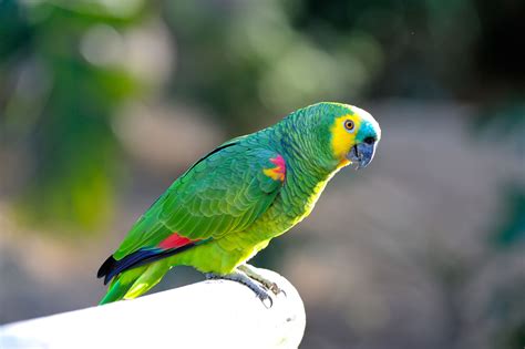 Pet insurance can ensure that you can afford the care your pet needs. Exotic Pet Insurance Uk - Animal Friends