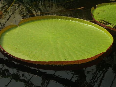 One Giant Lily Pad Ten Minutes From Home Flickr