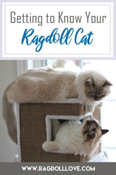Everything You Need To Know About The Ragdoll Cat Breed