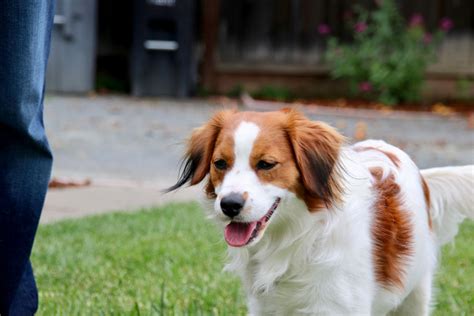 They were originally bred for hunting and luring ducks into traps. Nederlandse Kooikerhondje | Native Breed.org