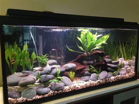Finally Planted My Gph Gal River Tank What Do You Think Fish Tank Design Goldfish