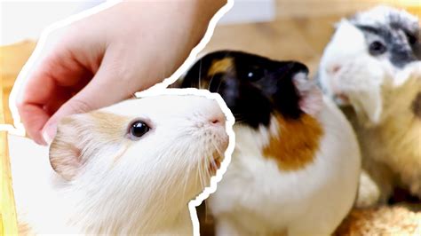 8 Guinea Pig Taming Tips How To Bond With Your Guinea Pig Youtube