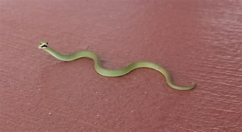Baby Green Tree Snake Found In Everglades National Park Rreptiles