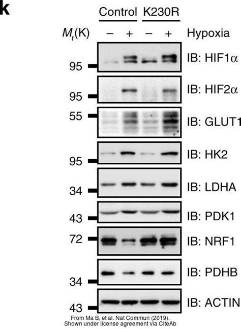 anti nrf1 antibody gtx103179 genetex