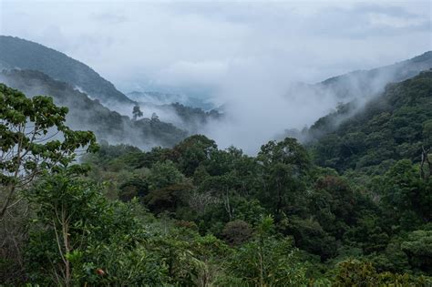 Stories From The Cloud Forest Of Western Panama — The Mountaineers