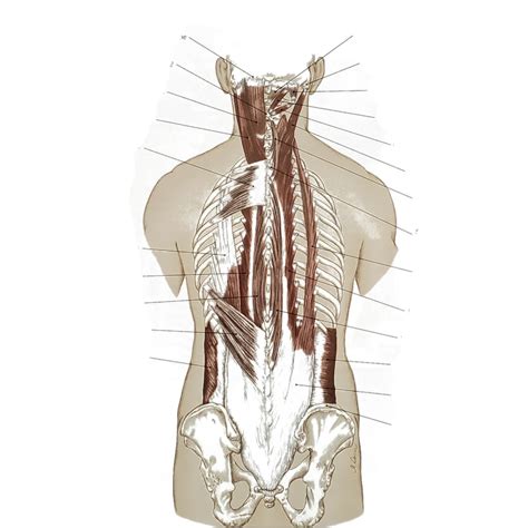 Posterior View Intermediate Muscles Of The Spine And Thorax Diagram Quizlet