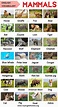 List of Animals: An Ultimate List of Animal Names in English - My ...