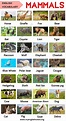 List of Animals: An Ultimate List of Animal Names in English - My ...