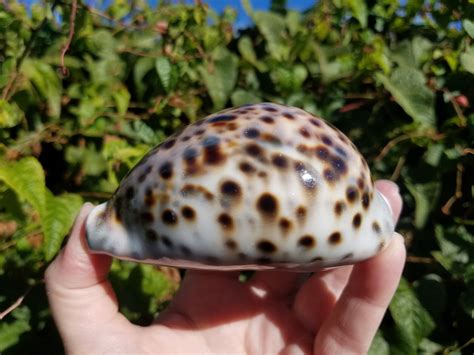 Tiger Cowrie Shell Cypraea Tigris Natural Seashell Large Etsy