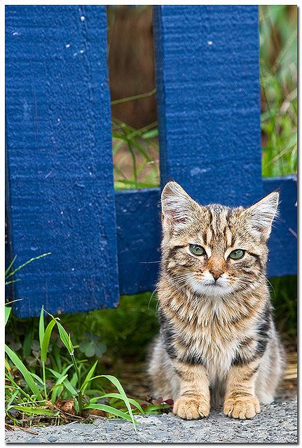 Perfect electric dog fence for protecting your dog from danger. Worldly Cats, Fence Kitten - Akaroa, New Zealand
