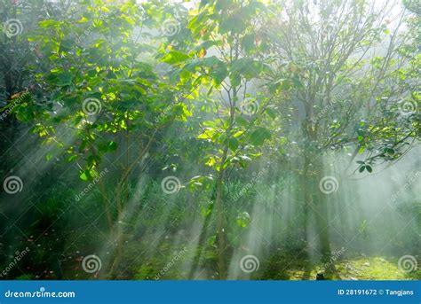 Crepuscular Rays In A Forest Stock Photo Image Of Misty Foggy 28191672