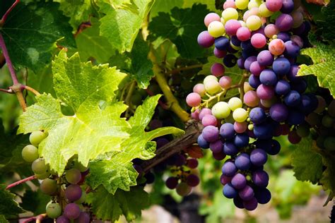 Grapes Articles Gardening Know How