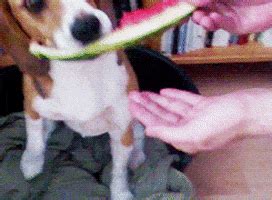 Watermelon Eating GIF Find Share On GIPHY