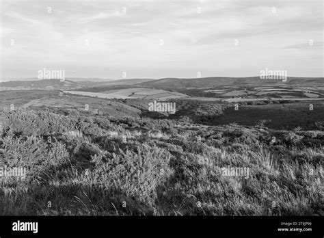 View Of Porlock Common At The Top Of Porlock Hill In Exmoor National