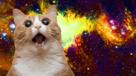 Kitty In Outer Space Lovin The Cosmos Silly Kitty Memes Aka Cat