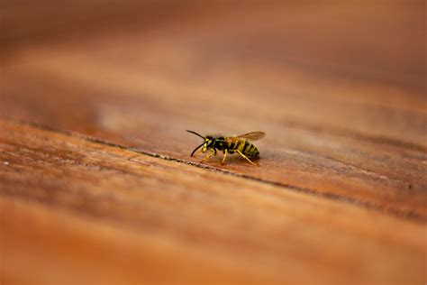 Infrastruktur und besonderheiten von haus bienen. Bienen im Haus » So verhalten Sie sich richtig