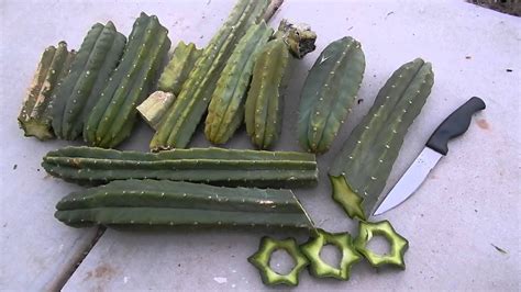 These san pedro cactus powder also incorporate user instructions and guidelines to direct you on the proper dosage, storage, and how to use them for maximum desired outcomes. Evan, East Coast, USA gets Best San Pedro Incense Stars ...