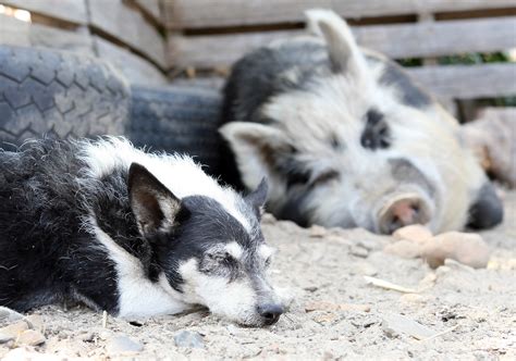 An Unlikely Friendship Between A Pig And A Dog Would Warm Your Heart