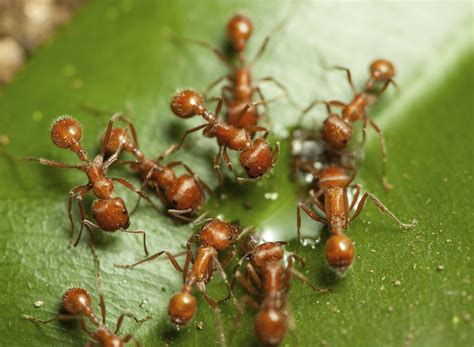 How To Tell If You Have Fire Ants