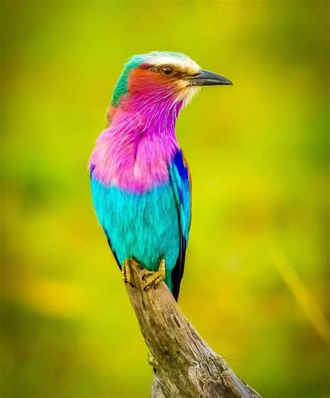 The Beautiful Yet Feisty Lilac Breasted Roller Bird Africas Most