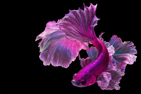 Purple Betta Fish Asdxf2
