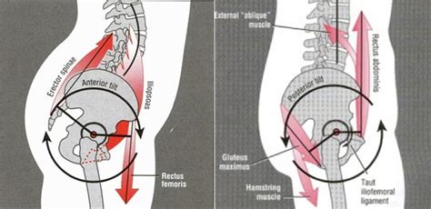 Everything You Need To Know About The Core Lumbopelvic Movement