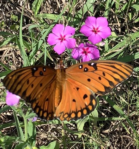 Beautiful Butterfly And Wildflowers On Marion County Farm Ocala