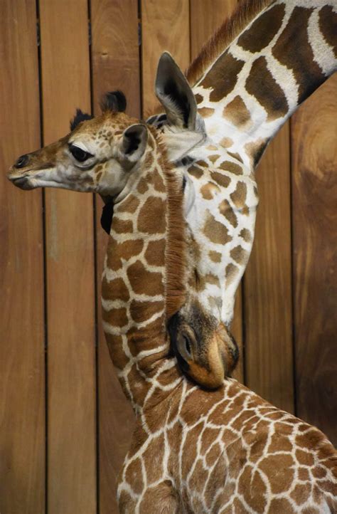 Comos Baby Giraffe Now Has A Name Como Zoo Conservatory