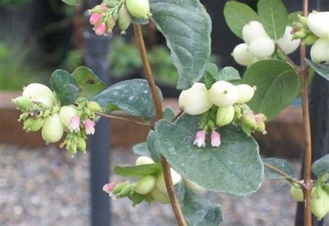 Snowberry Symphoriarpos Alba A Low Twiggy Shrub Usually Reaching