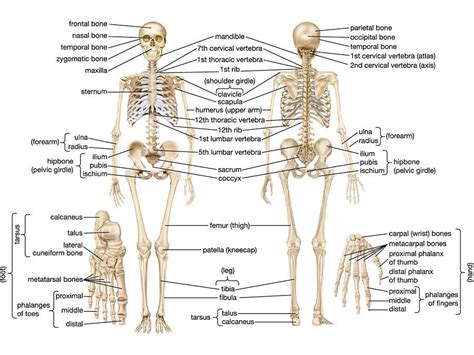 The Human Skeletal System Human Skeletal System Skeletal System Anatomy Skeletal System