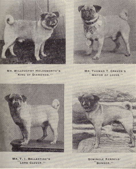 Pugs In History The 4 Photos Above Are Originally From Watsons Dog