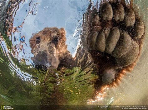 Stunning Early Entries From The National Geographic Nature Photographer Of The Year Contest