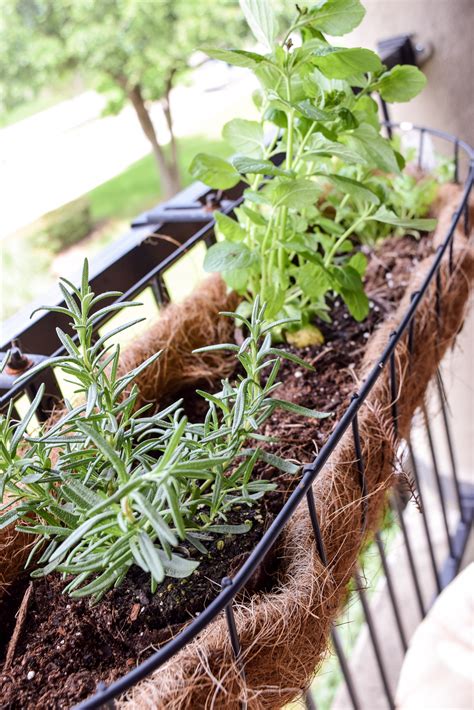 Planting with herb garden kits. How To Start A Patio Herb and Vegetable Garden - A ...