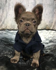 French bulldogs would only have long hairs when both the parents carry a recessive gene that is rare in these breeds. Meet Fozzy The Fluffy French Bulldog | Cute little animals ...
