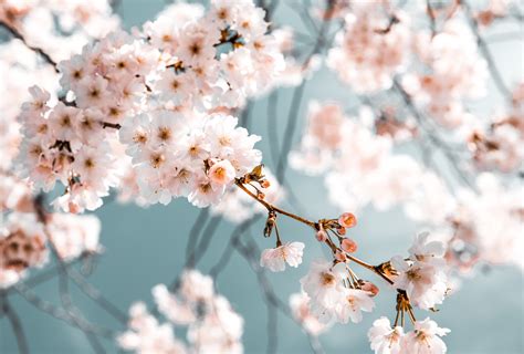 Wallpaper Id Plant Plum Blossom Branch Freshness Flowering Plant Cherry Blossom