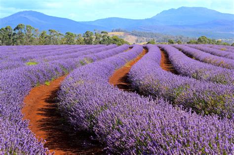 The 10 Best Things To Do In Tasmania In Summer World Of Wanderlust
