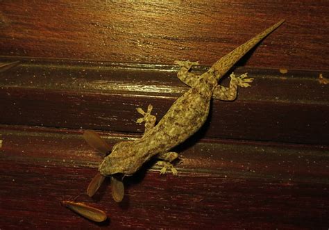 Asian House Gecko Hemidactylus Frenatus Bali Wildlife
