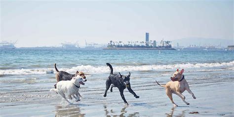11 Great Dog Beaches Dog Friendly Beach Dog Beach California Dog