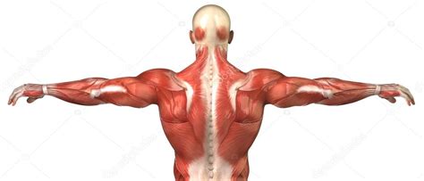Rhomboid muscles found in the upper back of the torso lie underneath the trapezius, providing important functions of stability to the shoulder joint the rhomboid minor muscle is a small skeletal muscle which connects the scapula with the vertebrae. Male back muscular system anatomy in body-builder pose — Stock Photo © CLIPAREA #13281143