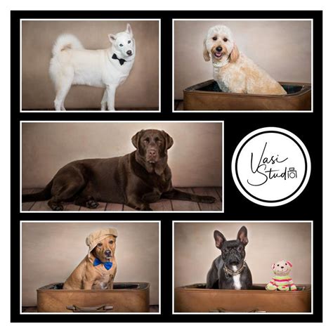 Contact Our Pet Photography Studio Today To Work With One Of Usa Best