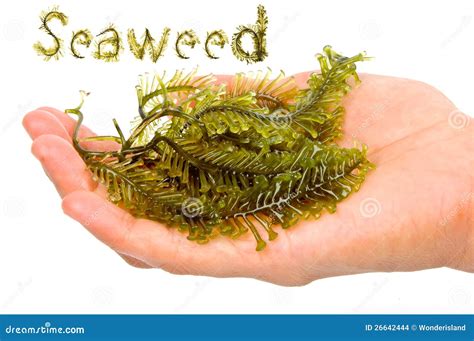 Fresh Seaweed Stock Photography 26642444