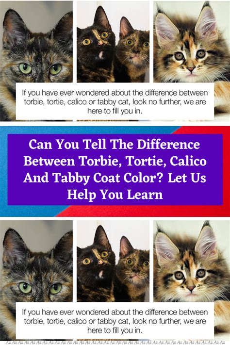 Can You Tell The Difference Between Torbie Tortie Calico And Tabby Coat