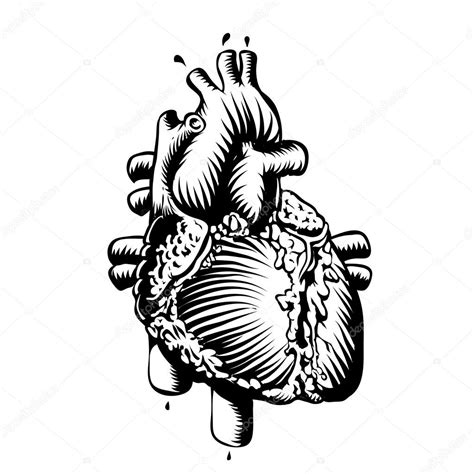 Check spelling or type a new query. Heart Anatomical Drawing at GetDrawings | Free download