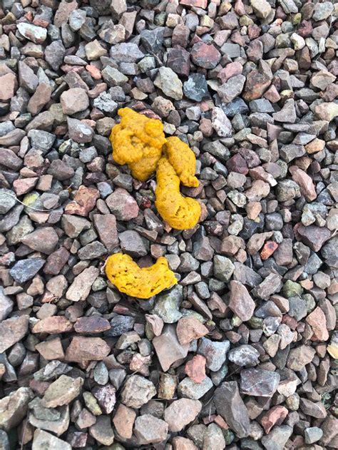 Is Yellow Dog Poop Normal