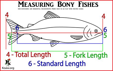 Weighing Water Dwellers A Guide To Measuring Live Fish Mass