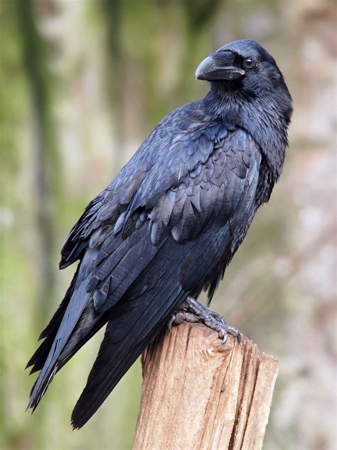 Standing Raven Lrg 1 Raven Bird Bird Photography Raven Pictures