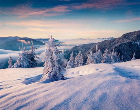 Attractive Winter Sunrise In Carpathian Mountains With Snow Covered Fir