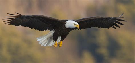 Bald Eagle Facts Diet Wingspan Nests